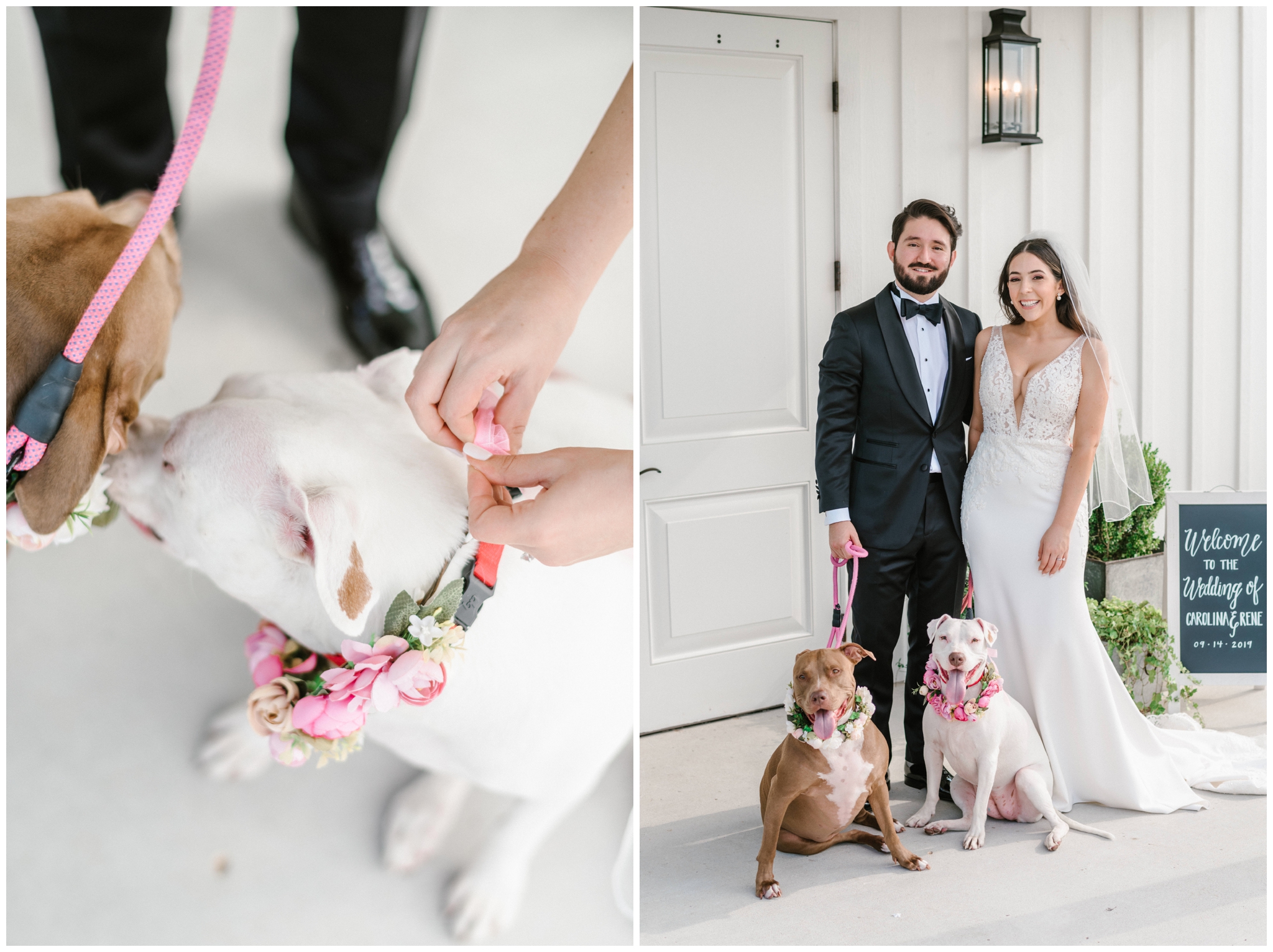Bride and groom portraits with their bulldogs 